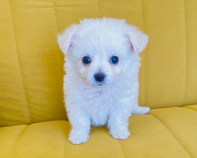 群馬県のチワビション (かねだいペットトライアル前橋/2025年12月8日生まれ/男の子/ホワイト)の子犬の3枚目の画像