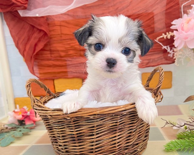 群馬県のチワビション (かねだいペットトライアル前橋/2025年12月14日生まれ/男の子/ホワイトフォーン)の子犬の1枚目の画像