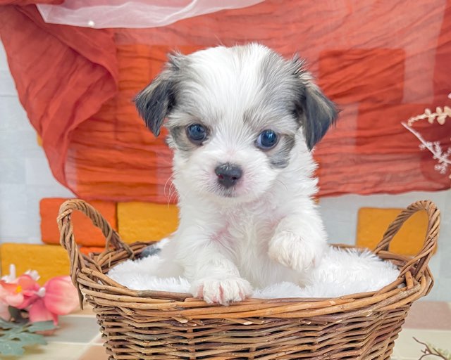 群馬県のチワビション (かねだいペットトライアル前橋/2025年12月14日生まれ/男の子/ホワイトフォーン)の子犬の2枚目の画像