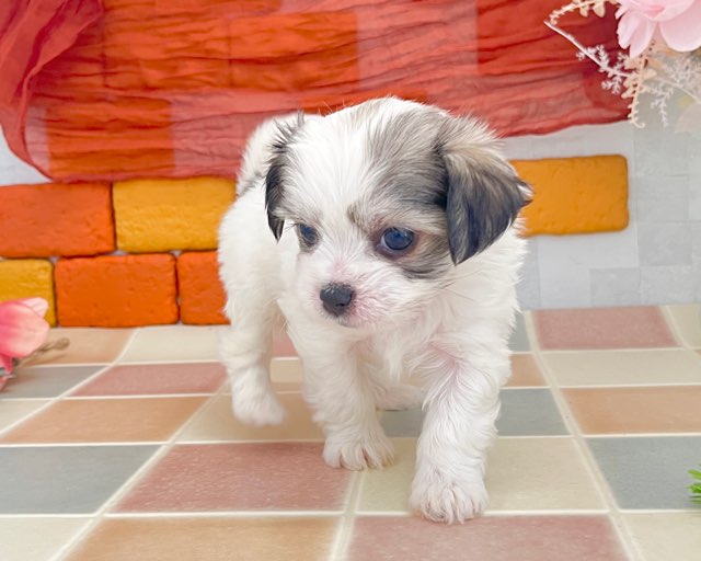 群馬県のチワビション (かねだいペットトライアル前橋/2025年12月14日生まれ/男の子/ホワイトフォーン)の子犬の4枚目の画像