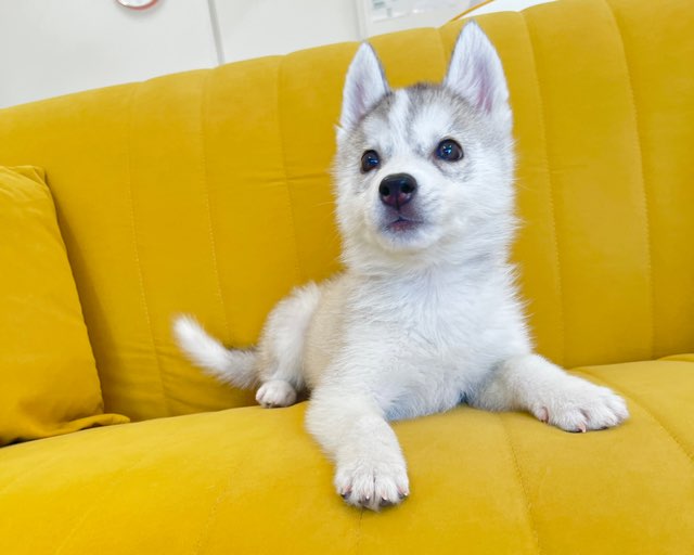 群馬県のシベリアンハスキー (かねだいペットトライアル前橋/2025年12月16日生まれ/女の子/シルバーホワイト)の子犬の1枚目の画像