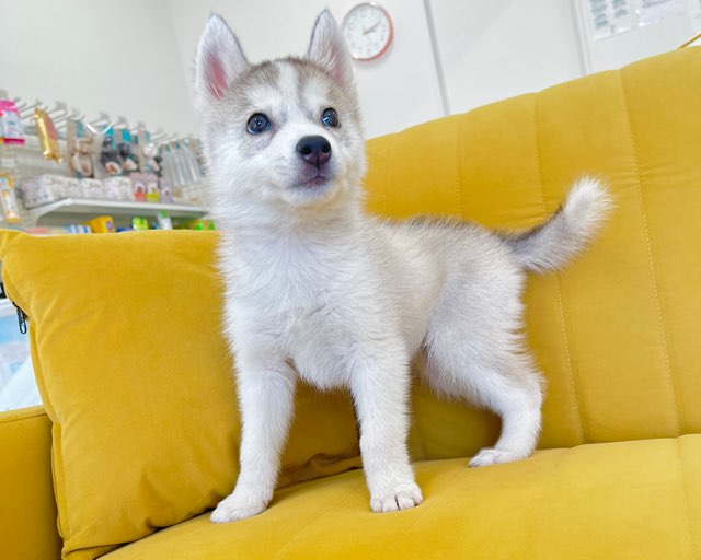 群馬県のシベリアンハスキー (かねだいペットトライアル前橋/2025年12月16日生まれ/女の子/シルバーホワイト)の子犬の2枚目の画像