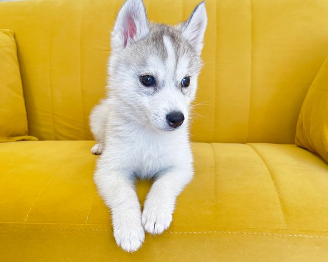 群馬県のシベリアンハスキー (かねだいペットトライアル前橋/2025年12月16日生まれ/女の子/シルバーホワイト)の子犬の3枚目の画像