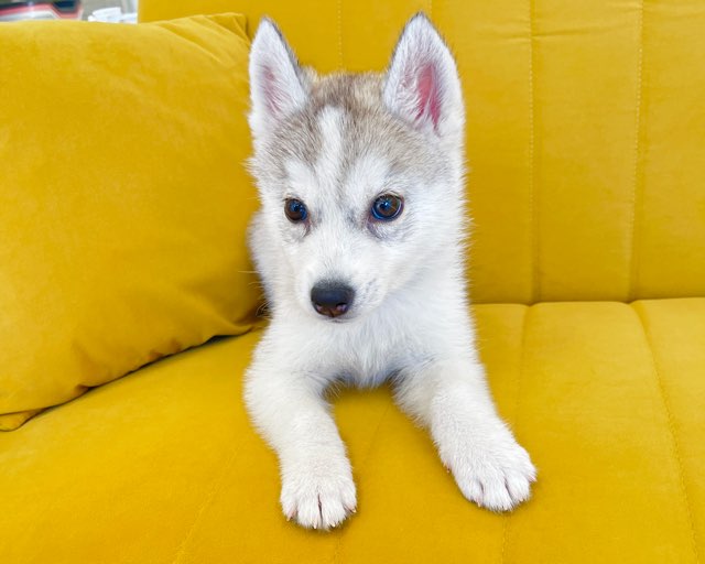 群馬県のシベリアンハスキー (かねだいペットトライアル前橋/2025年12月16日生まれ/女の子/シルバーホワイト)の子犬の4枚目の画像