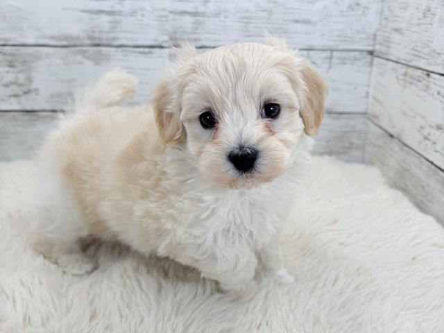 新潟県のマルプー(マルチーズ×プードル) (かねだいペットトライアル魚沼/2025年12月14日生まれ/男の子/クリーム)の子犬の1枚目の画像