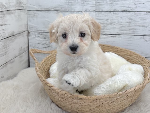 新潟県のマルプー(マルチーズ×プードル) (かねだいペットトライアル魚沼/2025年12月14日生まれ/男の子/クリーム)の子犬の2枚目の画像