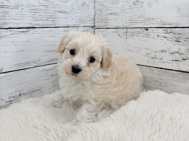 新潟県のマルプー(マルチーズ×プードル) (かねだいペットトライアル魚沼/2025年12月14日生まれ/男の子/クリーム)の子犬の3枚目の画像