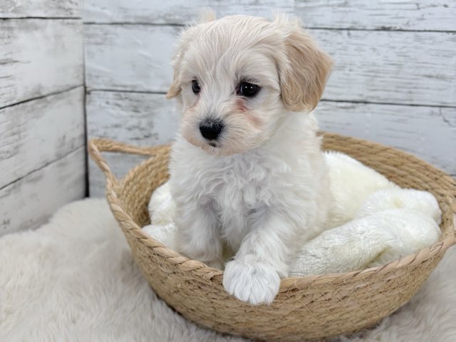 新潟県のマルプー(マルチーズ×プードル) (かねだいペットトライアル魚沼/2025年12月14日生まれ/男の子/クリーム)の子犬の4枚目の画像