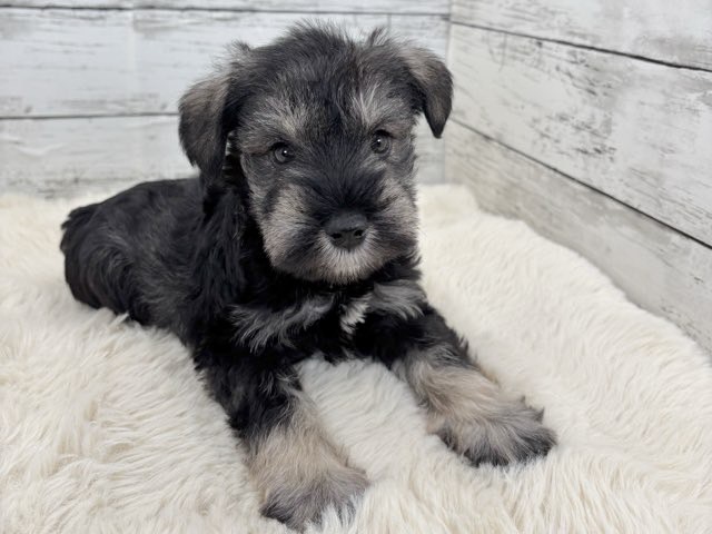 新潟県のミニチュアシュナウザー (かねだいペットトライアル魚沼/2025年12月15日生まれ/男の子/ソルトペッパー)の子犬の1枚目の画像