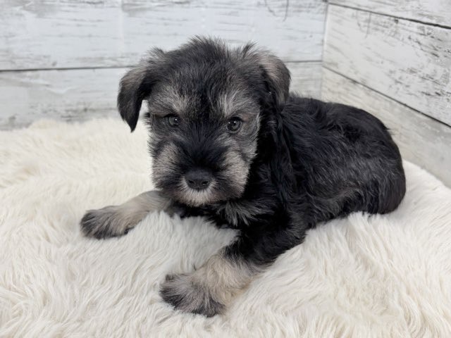 新潟県のミニチュアシュナウザー (かねだいペットトライアル魚沼/2025年12月15日生まれ/男の子/ソルトペッパー)の子犬の2枚目の画像