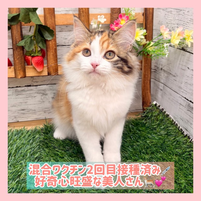 埼玉県のマンチカン (かねだい所沢店/2025年11月1日生まれ/女の子/キャリコ)の子猫の1枚目の画像