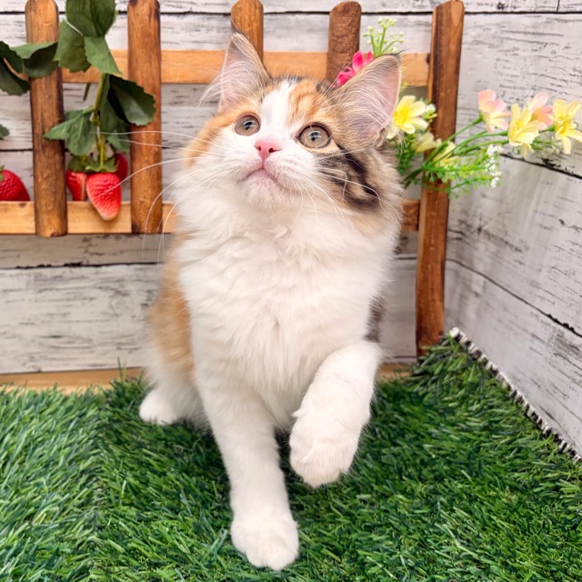 埼玉県のマンチカン (かねだい所沢店/2025年11月1日生まれ/女の子/キャリコ)の子猫の4枚目の画像