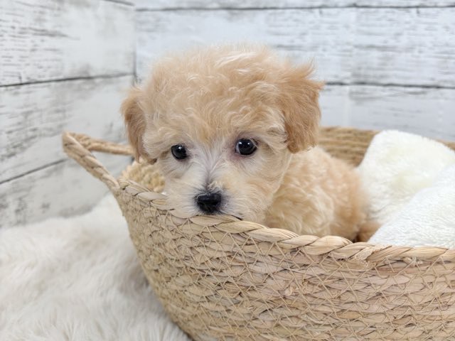 新潟県のマルプー(マルチーズ×プードル) (かねだいペットトライアル魚沼/2025年12月15日生まれ/女の子/アプリコット)の子犬の2枚目の画像