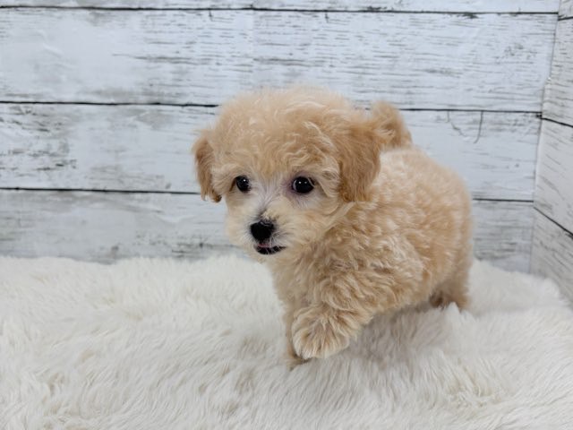新潟県のマルプー(マルチーズ×プードル) (かねだいペットトライアル魚沼/2025年12月15日生まれ/女の子/アプリコット)の子犬の3枚目の画像