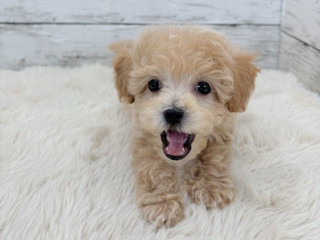 新潟県のマルプー(マルチーズ×プードル) (かねだいペットトライアル魚沼/2025年12月15日生まれ/女の子/アプリコット)の子犬の4枚目の画像