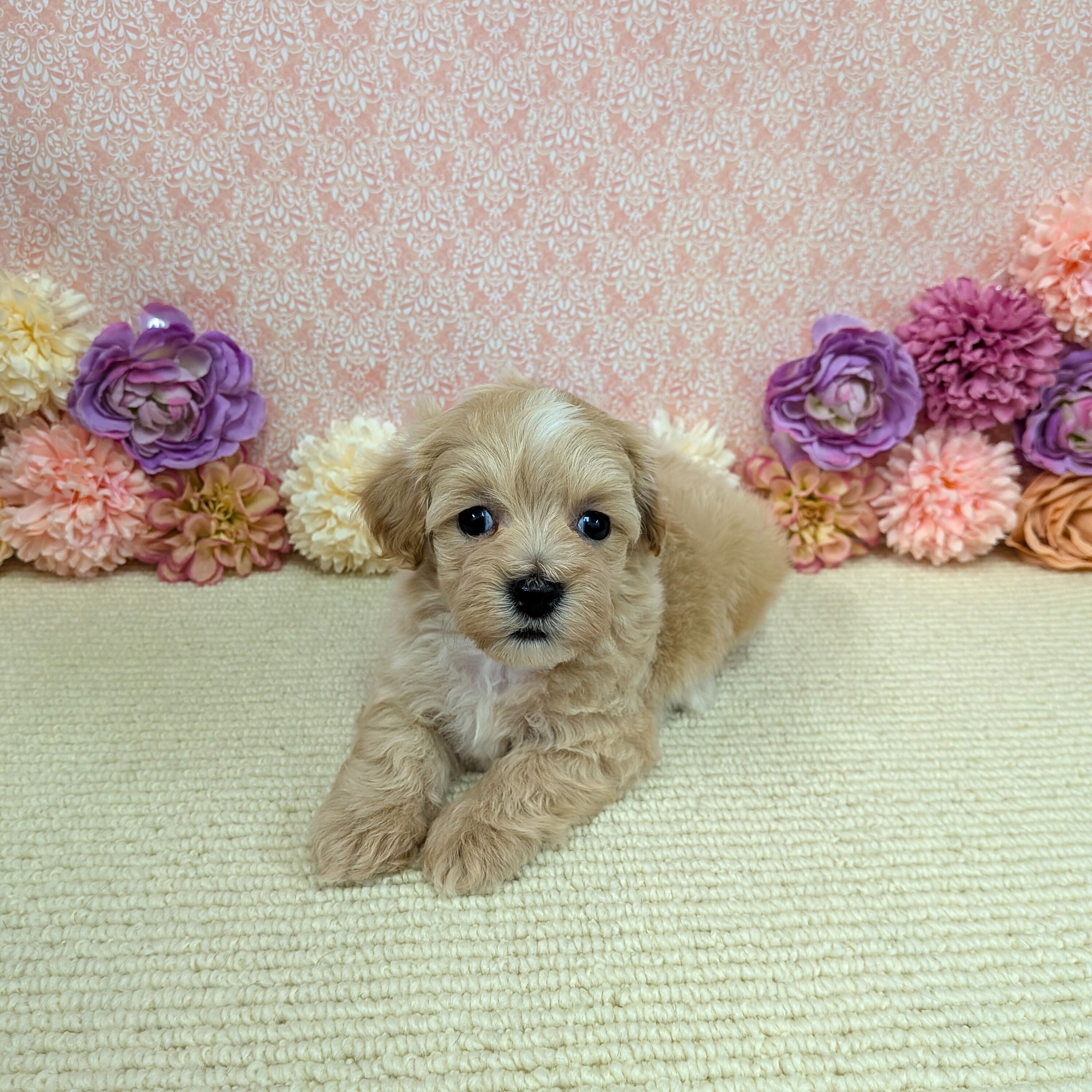 2026年1月2日生まれのハーフ犬・ミックス犬