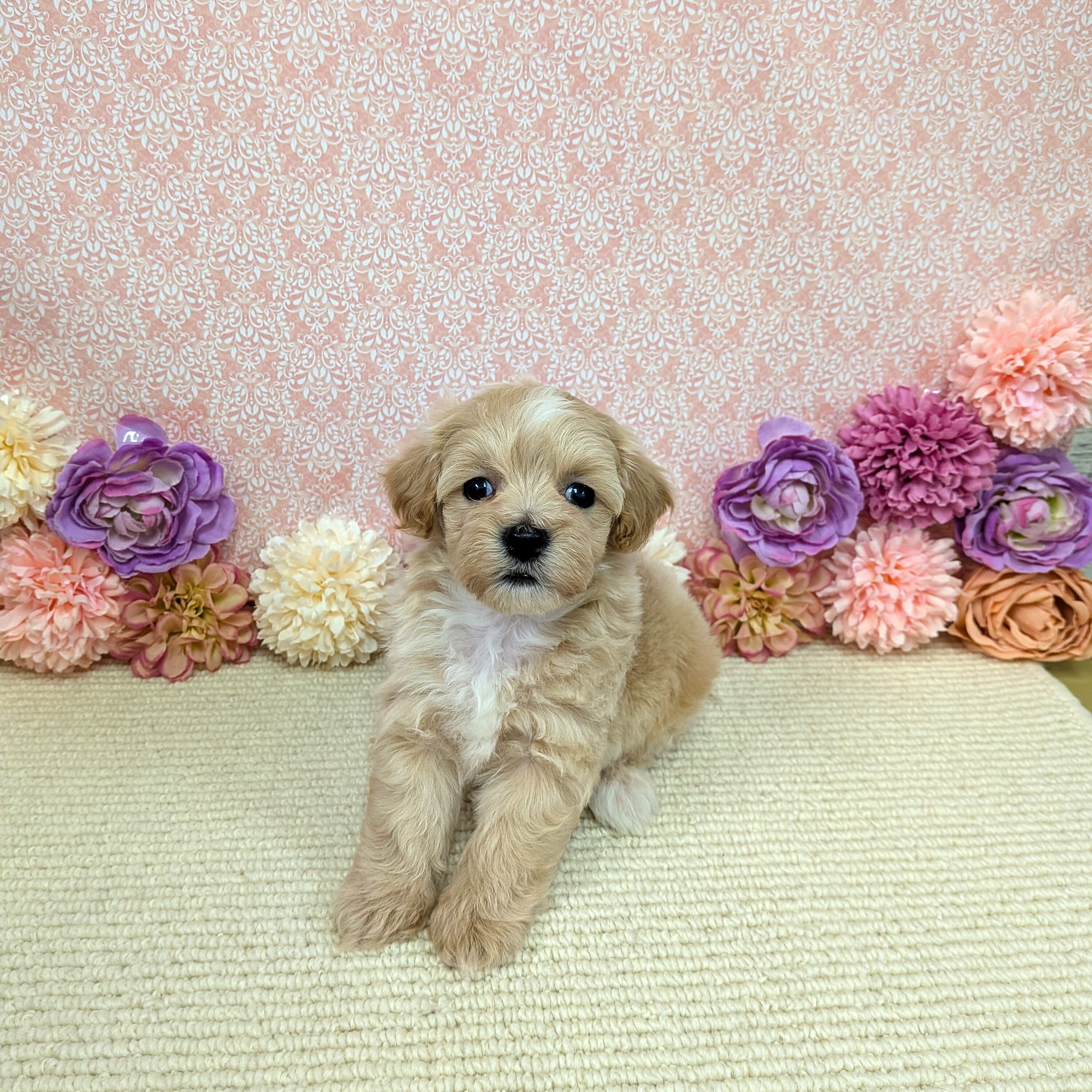 千葉県のハーフ犬・ミックス犬 (かねだい四街道店/2026年1月2日生まれ/女の子/アプリコット)の子犬の2枚目の画像