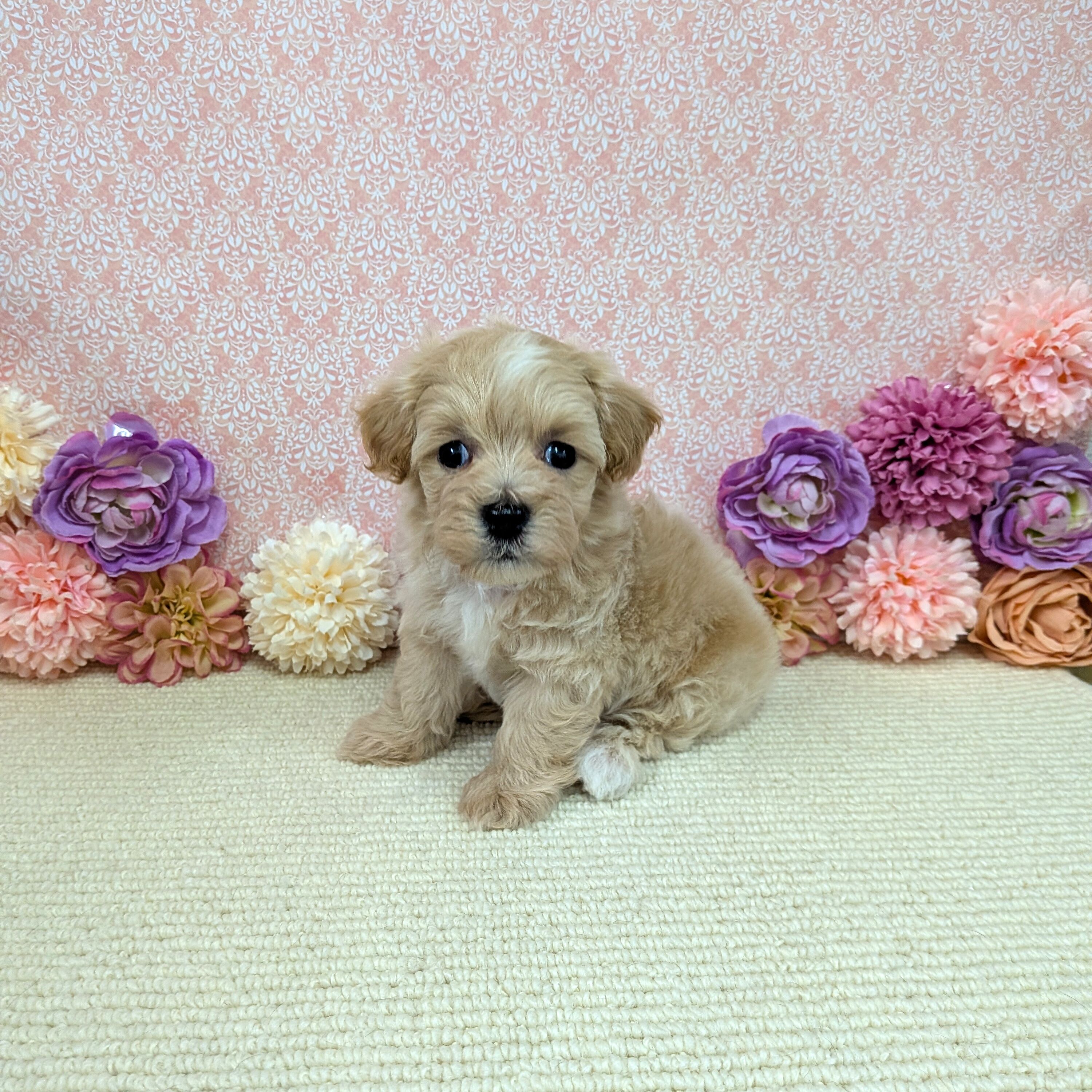 千葉県のハーフ犬・ミックス犬 (かねだい四街道店/2026年1月2日生まれ/女の子/アプリコット)の子犬の3枚目の画像