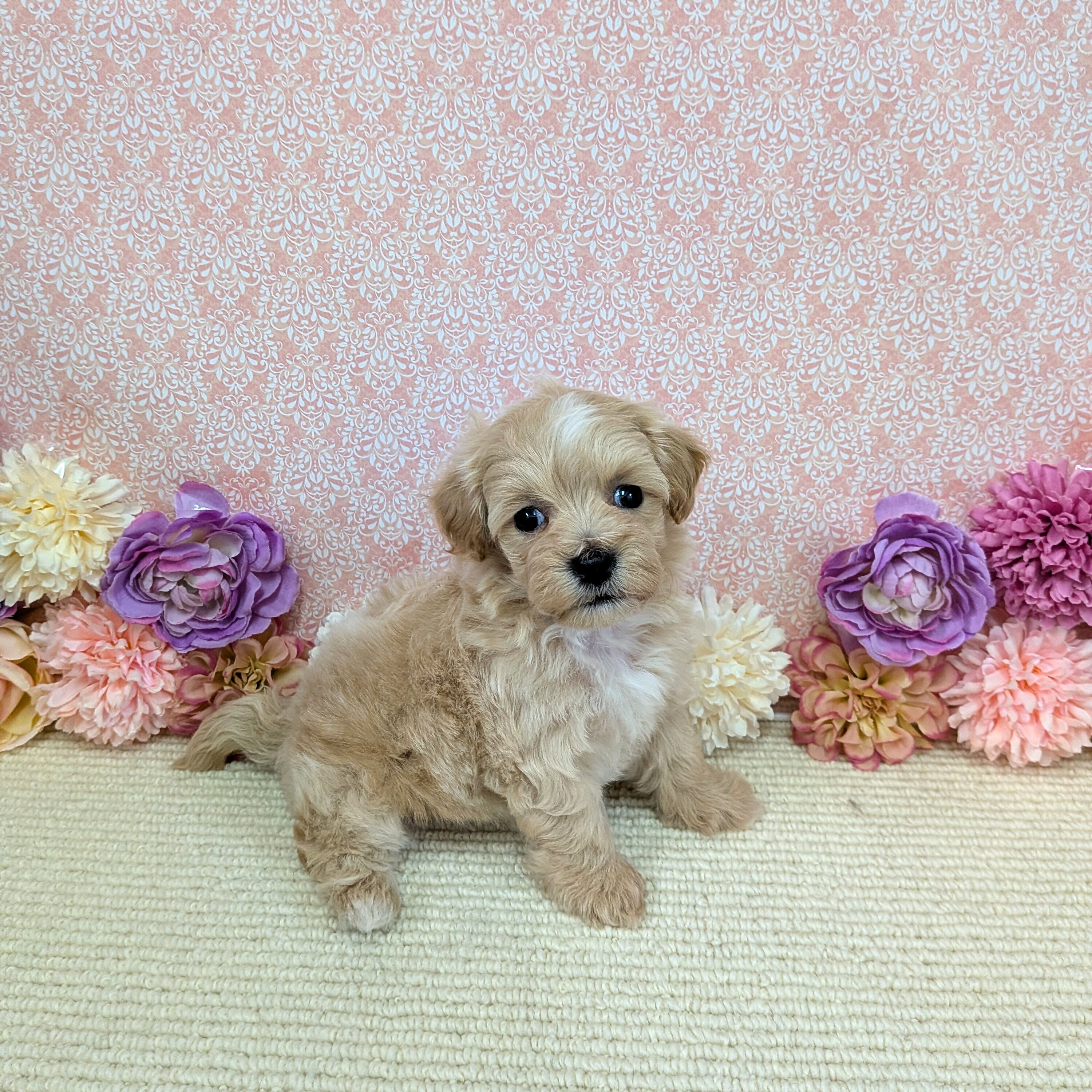 千葉県のハーフ犬・ミックス犬 (かねだい四街道店/2026年1月2日生まれ/女の子/アプリコット)の子犬の4枚目の画像