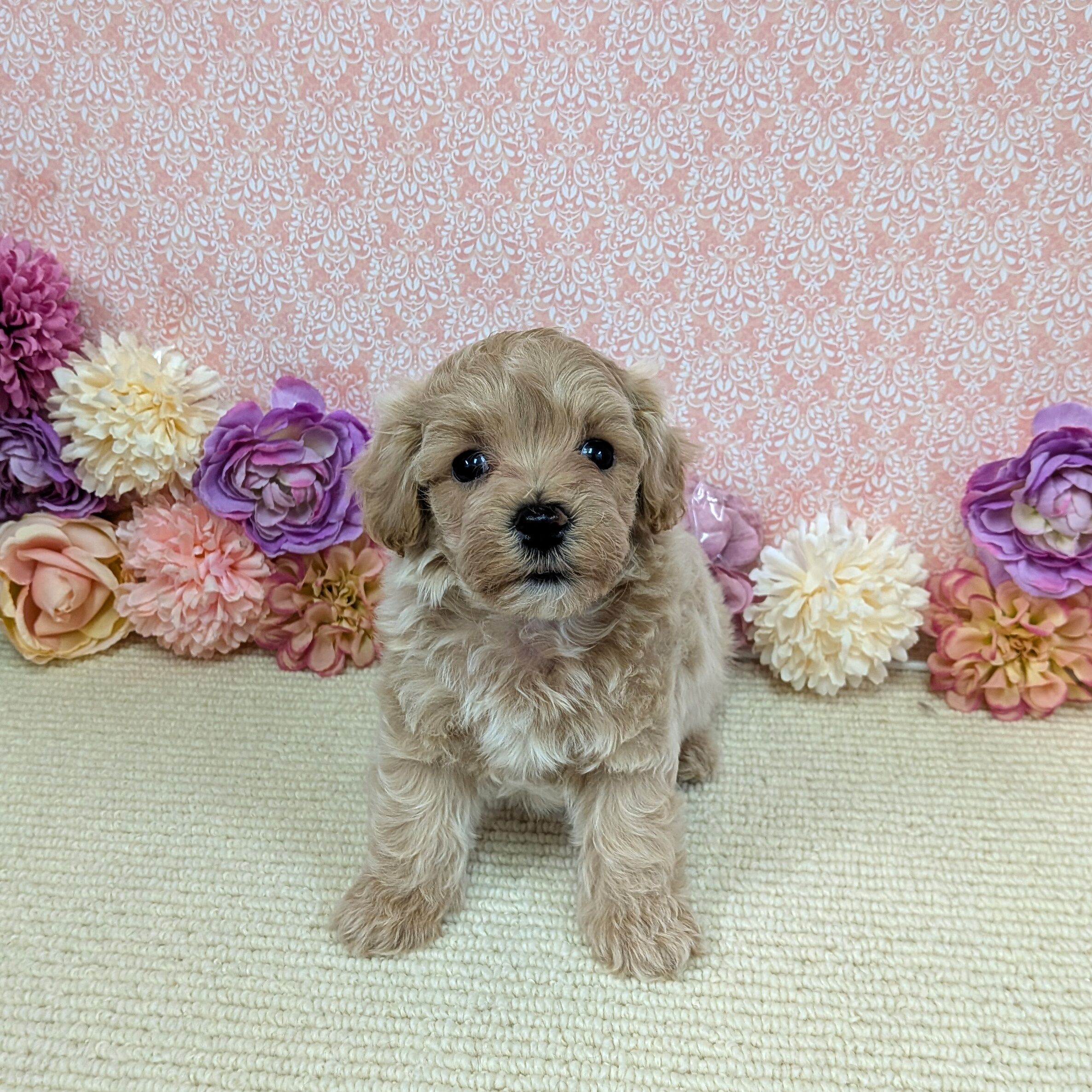 2026年1月2日生まれのハーフ犬・ミックス犬