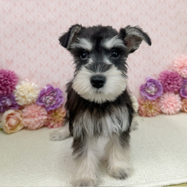 千葉県のミニチュアシュナウザー (かねだい四街道店/2025年11月9日生まれ/男の子/ブラックシルバー)の子犬の2枚目の画像