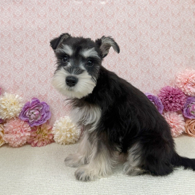 千葉県のミニチュアシュナウザー (かねだい四街道店/2025年11月9日生まれ/男の子/ブラックシルバー)の子犬の3枚目の画像