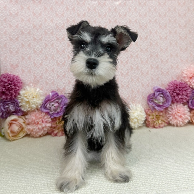 千葉県のミニチュアシュナウザー (かねだい四街道店/2025年11月9日生まれ/男の子/ブラックシルバー)の子犬の4枚目の画像