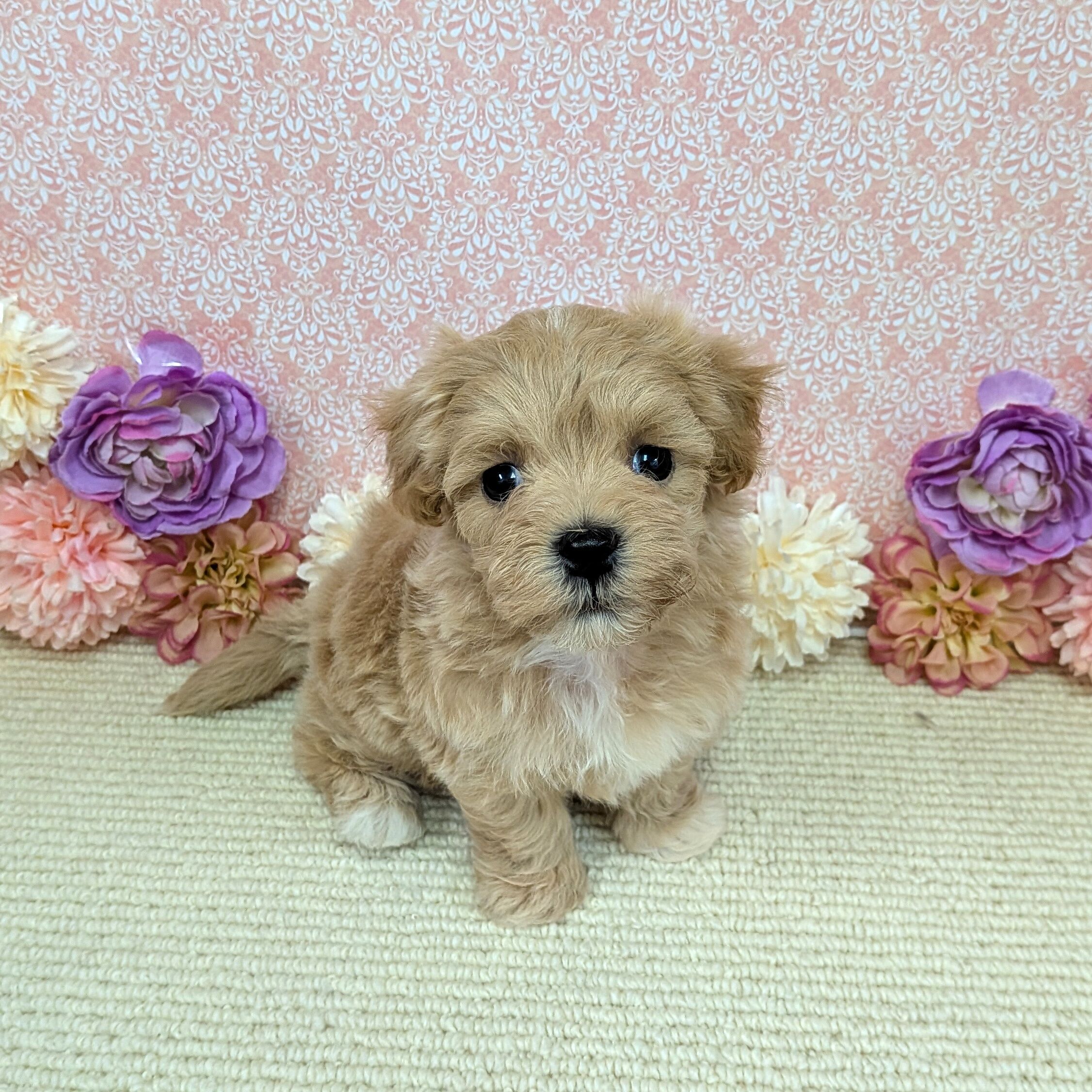 2026年1月2日生まれのハーフ犬・ミックス犬