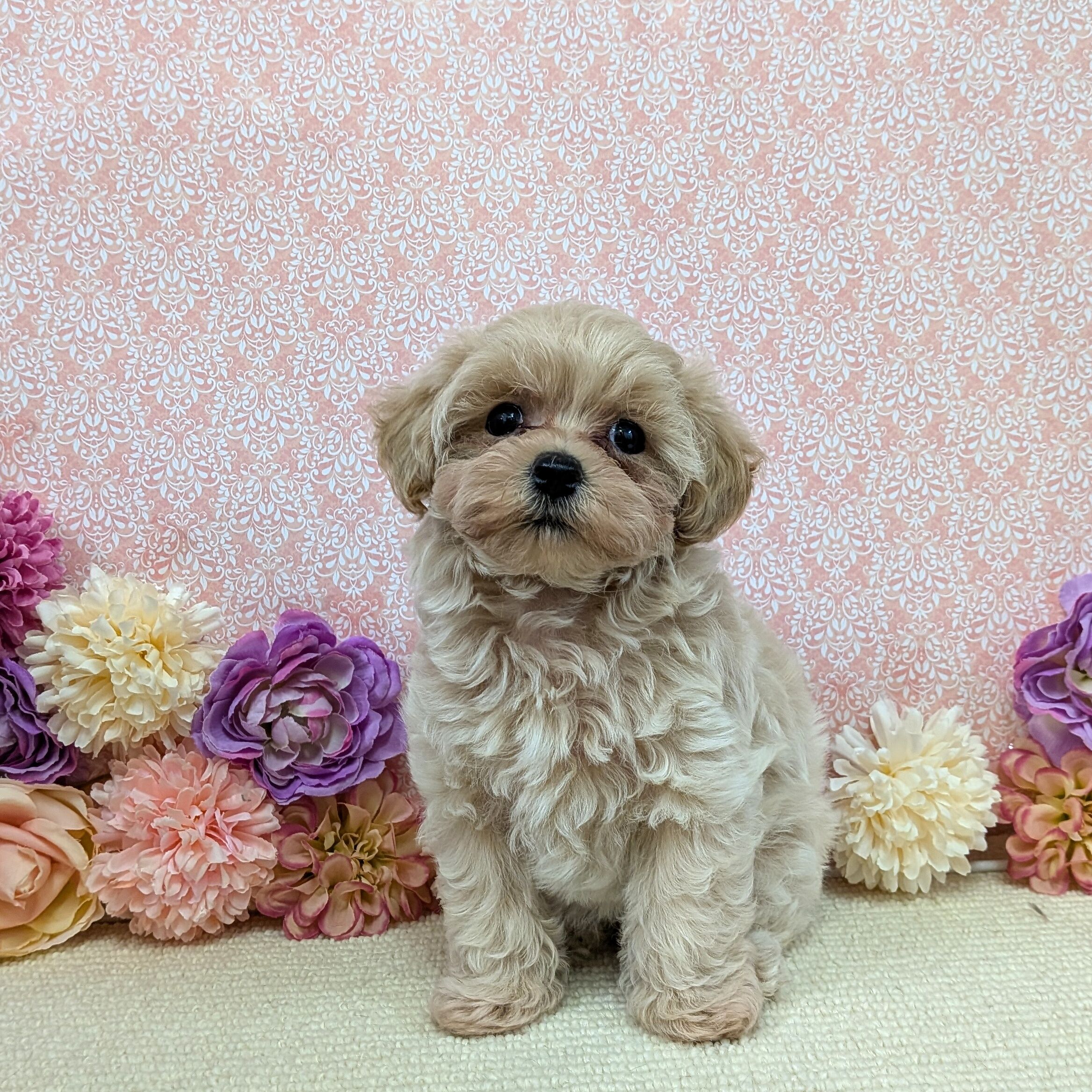 千葉県のハーフ犬・ミックス犬 (かねだい四街道店/2025年12月20日生まれ/女の子/アプリコット)の子犬の1枚目の画像