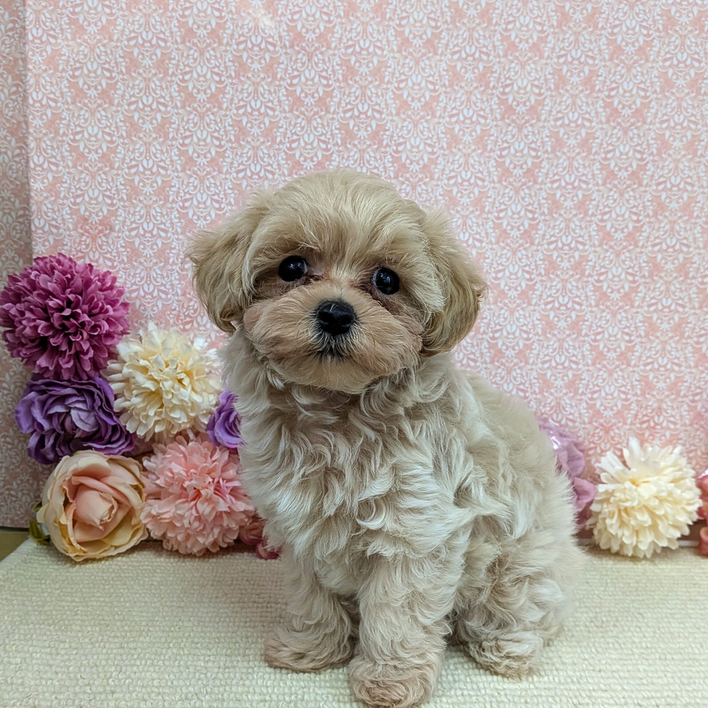 千葉県のハーフ犬・ミックス犬 (かねだい四街道店/2025年12月20日生まれ/女の子/アプリコット)の子犬の2枚目の画像