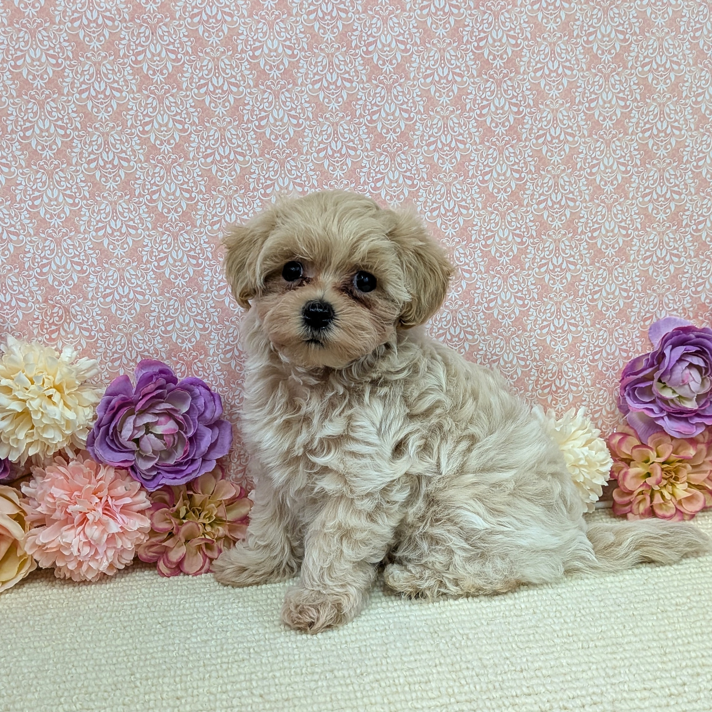 千葉県のハーフ犬・ミックス犬 (かねだい四街道店/2025年12月20日生まれ/女の子/アプリコット)の子犬の3枚目の画像