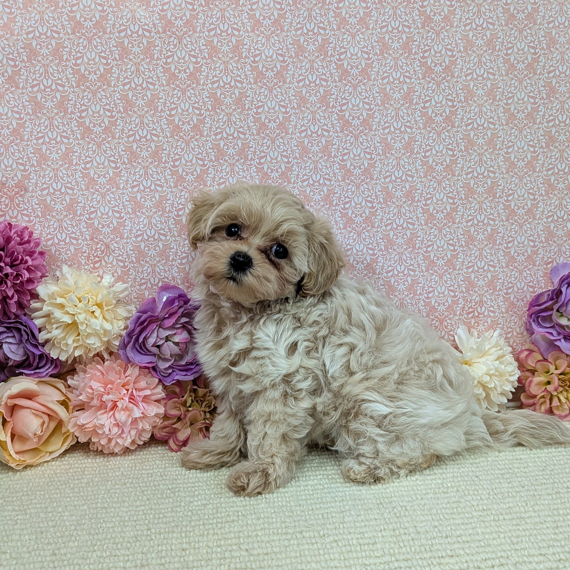 千葉県のハーフ犬・ミックス犬 (かねだい四街道店/2025年12月20日生まれ/女の子/アプリコット)の子犬の4枚目の画像