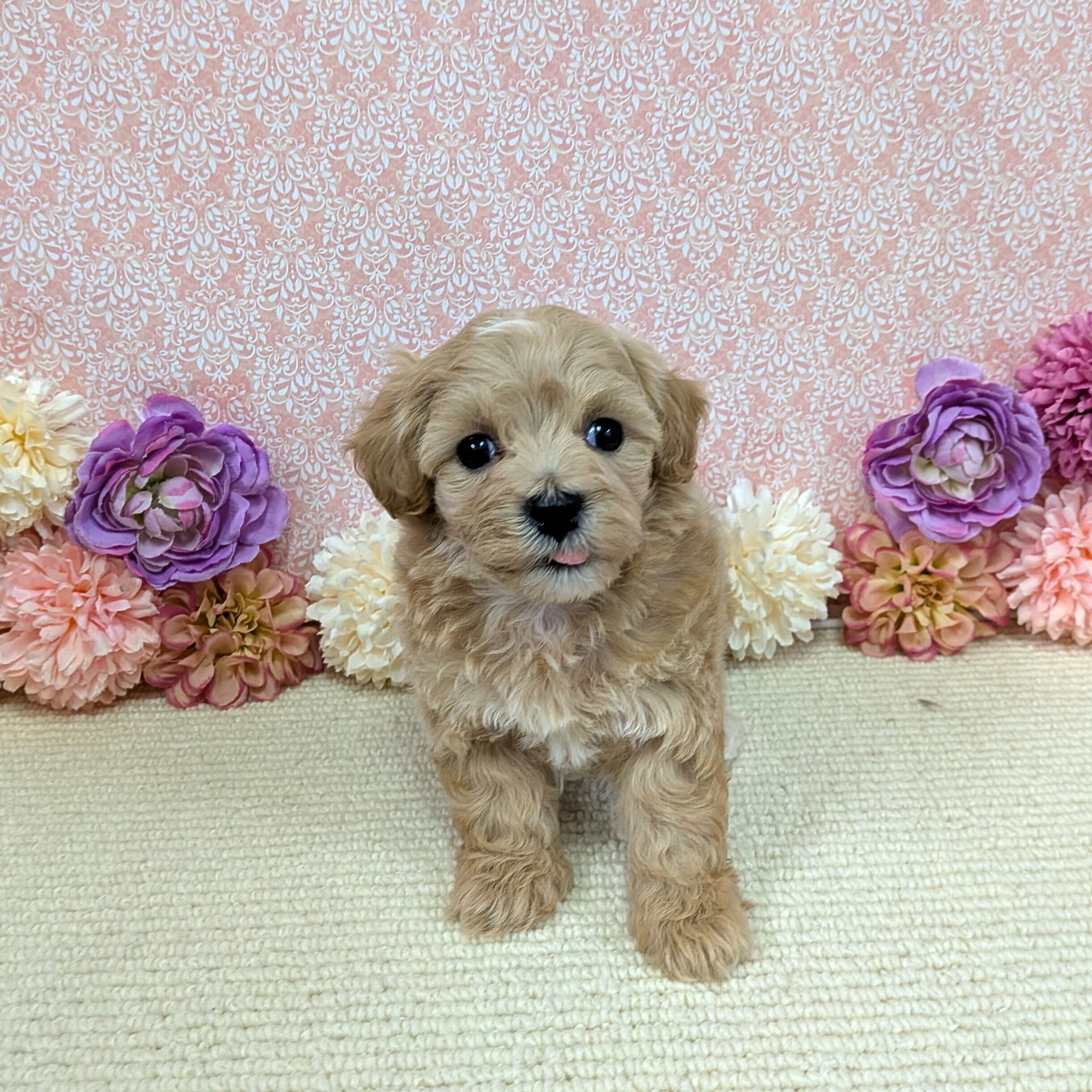 2026年1月2日生まれのハーフ犬・ミックス犬