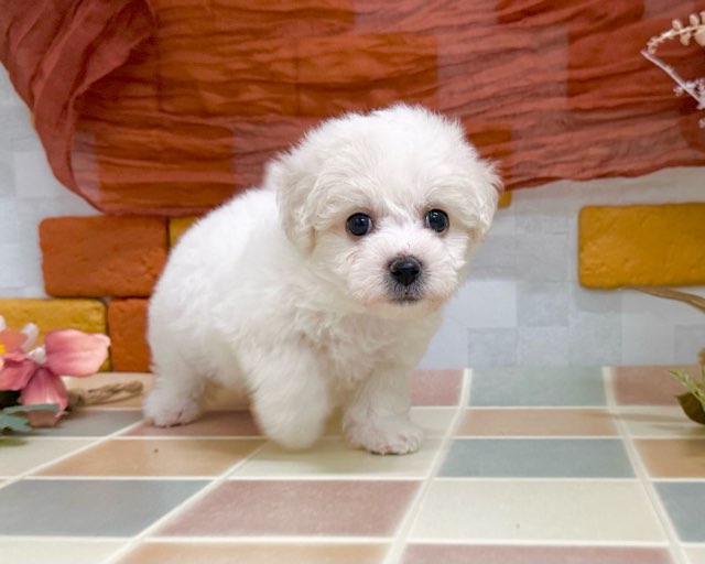 群馬県のビションフリーゼ (かねだいペットトライアル前橋/2025年12月8日生まれ/女の子/ホワイト)の子犬