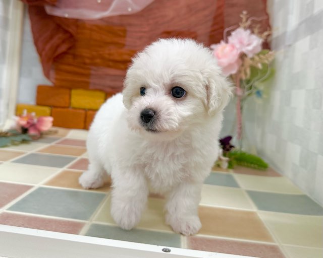 群馬県のビションフリーゼ (かねだいペットトライアル前橋/2025年12月8日生まれ/女の子/ホワイト)の子犬の3枚目の画像