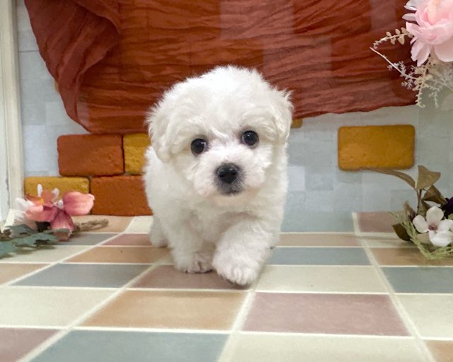 群馬県のビションフリーゼ (かねだいペットトライアル前橋/2025年12月8日生まれ/女の子/ホワイト)の子犬の4枚目の画像