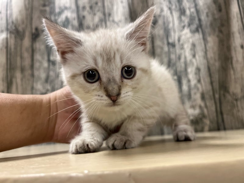 埼玉県のマンチカン (かねだいアクアパーク店/2025年12月13日生まれ/男の子/シールリンクススポテッドタビー)の子猫