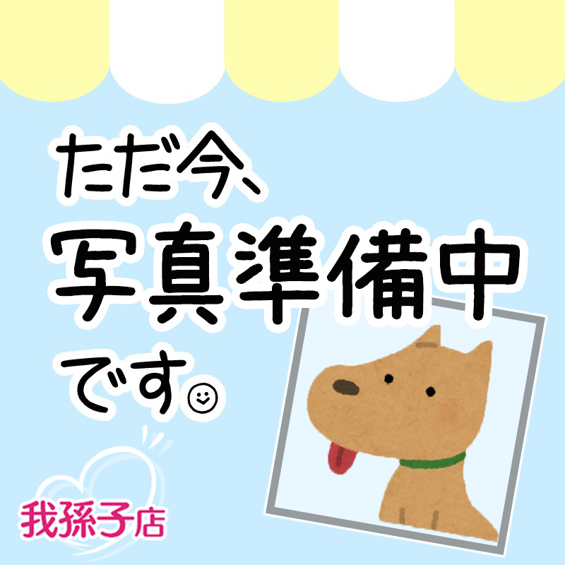 千葉県のチワペキ/ペキチー/ペキチワ(チワワ×ペキニーズ) (かねだい我孫子店/2025年12月17日生まれ/男の子/ホワイトクリーム)の子犬