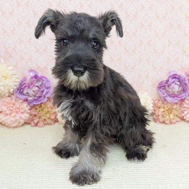 千葉県のミニチュアシュナウザー (かねだい四街道店/2025年11月9日生まれ/男の子/ソルトペッパー)の子犬の1枚目の画像