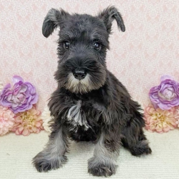 千葉県のミニチュアシュナウザー (かねだい四街道店/2025年11月9日生まれ/男の子/ソルトペッパー)の子犬の3枚目の画像