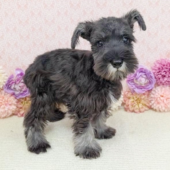 千葉県のミニチュアシュナウザー (かねだい四街道店/2025年11月9日生まれ/男の子/ソルトペッパー)の子犬の4枚目の画像