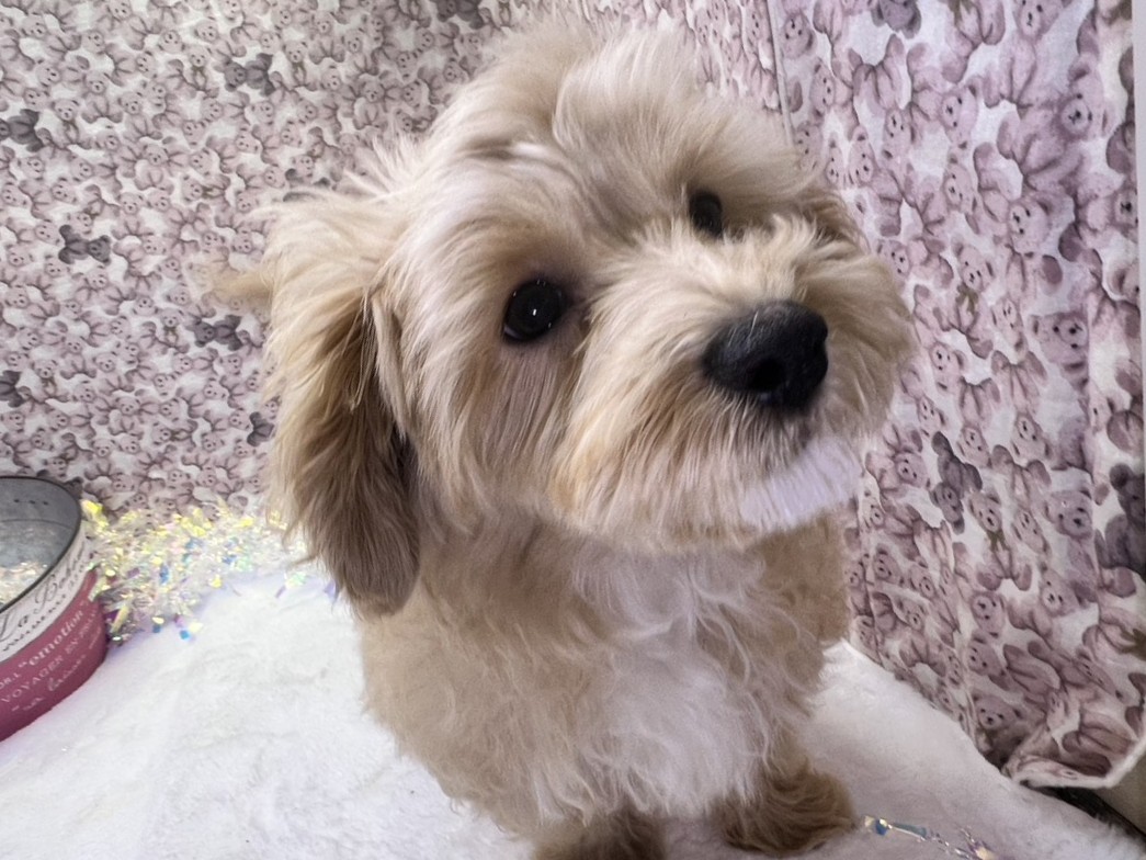 茨城県のマルプー(マルチーズ×プードル) (かねだいペットトライアル利根川/2025年10月17日生まれ/男の子/アプリコット)の子犬の2枚目の画像