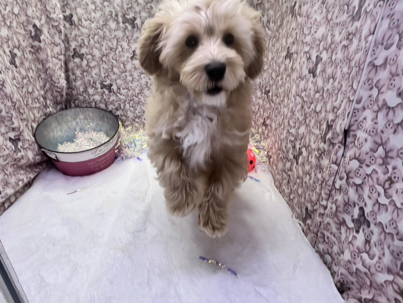 茨城県のマルプー(マルチーズ×プードル) (かねだいペットトライアル利根川/2025年10月17日生まれ/男の子/アプリコット)の子犬の3枚目の画像