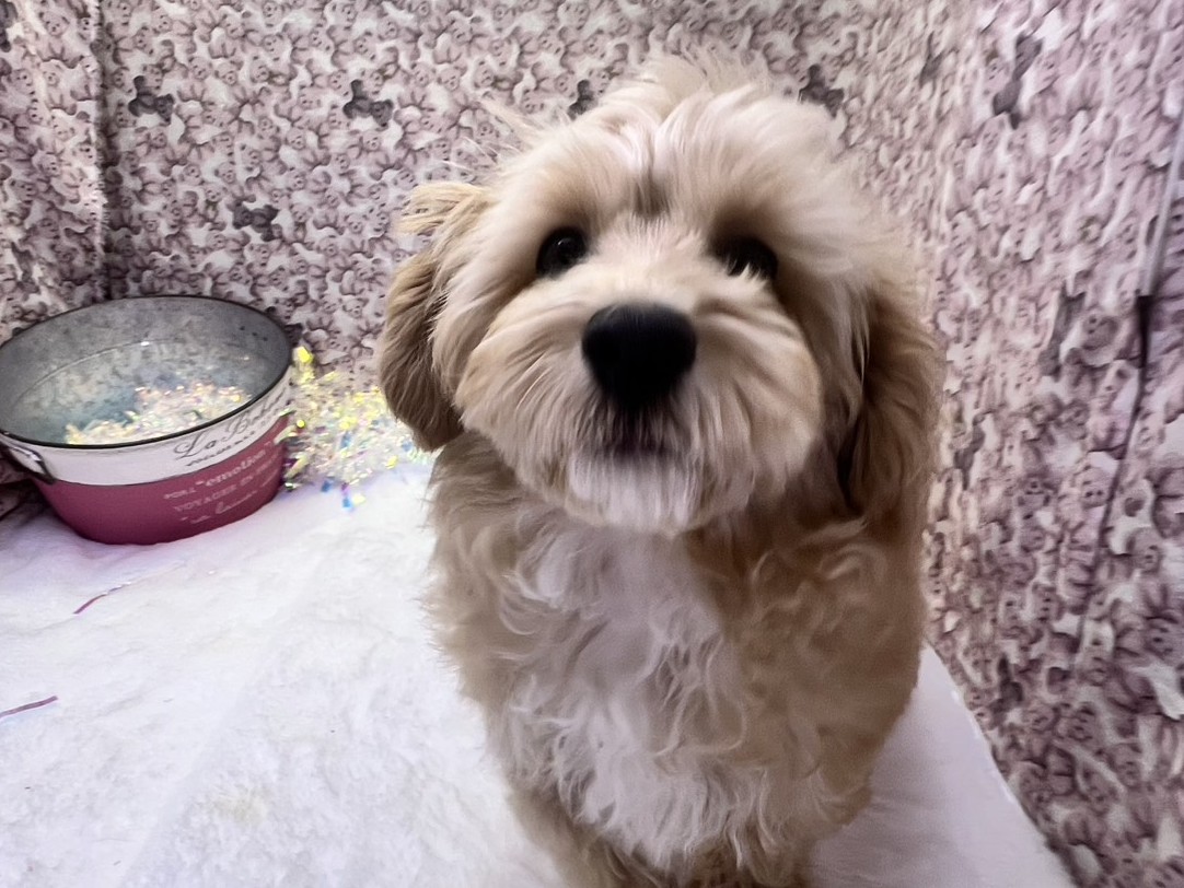 茨城県のマルプー(マルチーズ×プードル) (かねだいペットトライアル利根川/2025年10月17日生まれ/男の子/アプリコット)の子犬の1枚目の画像