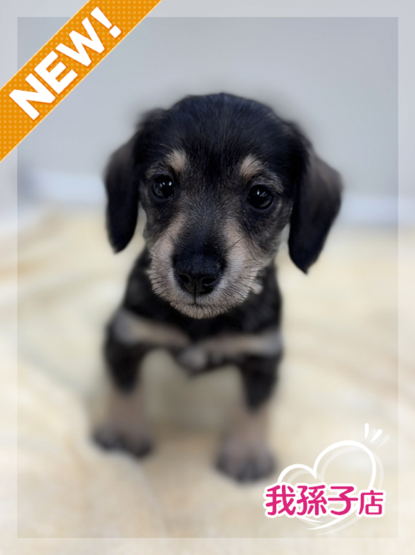 千葉県のシュナックス(シュナウザー×ダックス) (かねだい我孫子店/2025年12月15日生まれ/女の子/ブラックタンクリーム)の子犬