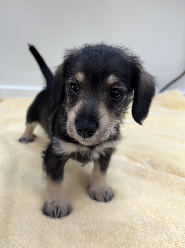 千葉県のシュナックス(シュナウザー×ダックス) (かねだい我孫子店/2025年12月15日生まれ/女の子/ブラックタンクリーム)の子犬の2枚目の画像