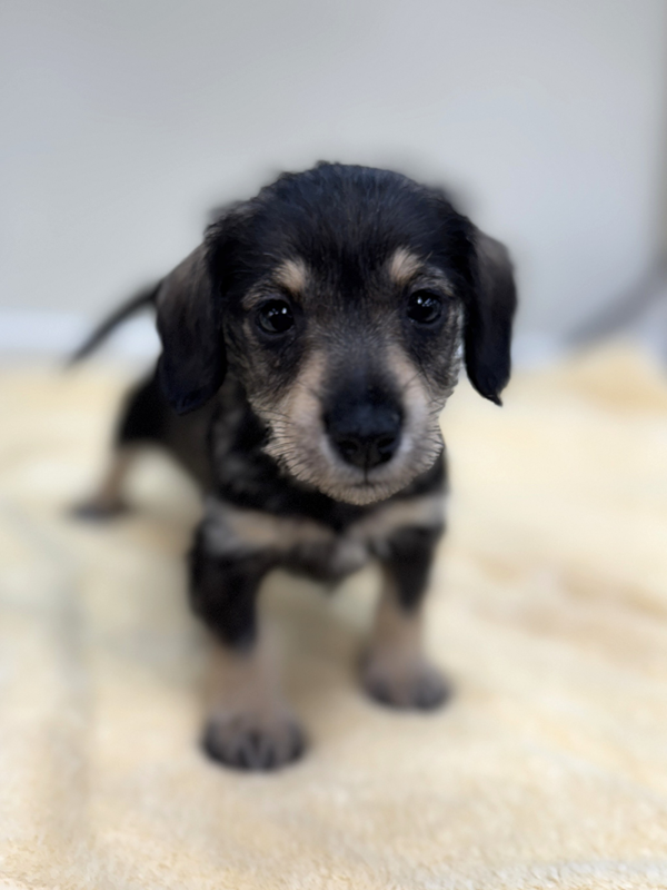 千葉県のシュナックス(シュナウザー×ダックス) (かねだい我孫子店/2025年12月15日生まれ/女の子/ブラックタンクリーム)の子犬の4枚目の画像
