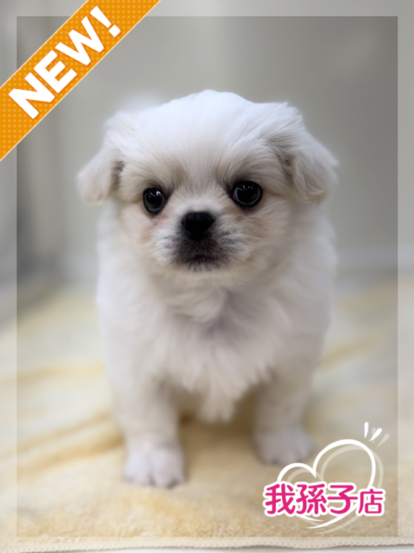 千葉県のチワペキ/ペキチー/ペキチワ(チワワ×ペキニーズ) (かねだい我孫子店/2025年12月17日生まれ/男の子/ホワイトクリーム)の子犬