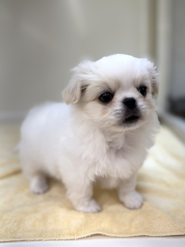 千葉県のチワペキ/ペキチー/ペキチワ(チワワ×ペキニーズ) (かねだい我孫子店/2025年12月17日生まれ/男の子/ホワイトクリーム)の子犬の2枚目の画像