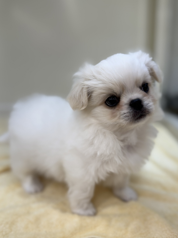 千葉県のチワペキ/ペキチー/ペキチワ(チワワ×ペキニーズ) (かねだい我孫子店/2025年12月17日生まれ/男の子/ホワイトクリーム)の子犬の3枚目の画像